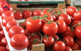 126 müəssisədən Rusiyaya pomidor ixracına icazə verildi