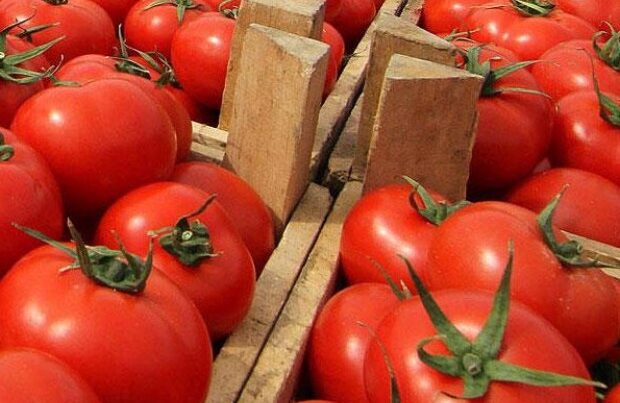Azərbaycanın 16 müəssisəsindən Rusiyaya pomidor ixracına icazə verildi