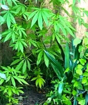 Narkotik tərkibli bitkilər becərən Zaqatala sakini saxlanıldı – FOTO