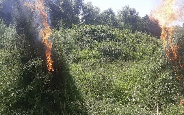 İki tona yaxın çətənə kolu məhv edildi – Fotolar