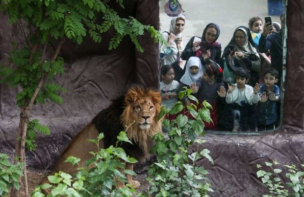 İranda şir zooparkın əməkdaşını öldürdü
