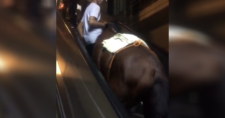 Metronun eskalatoru ilə qalxan at görənləri şoka saldı – VİDEO