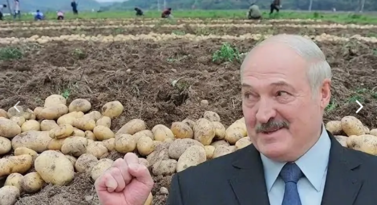 Lukaşenkodan SƏFƏRBƏRLİK ÇAĞIRIŞI: Hamı kartof yığmağa
