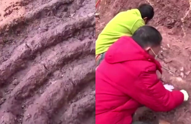 Çində nəhəng dinozavrın qabırğası aşkar edilib – VİDEO