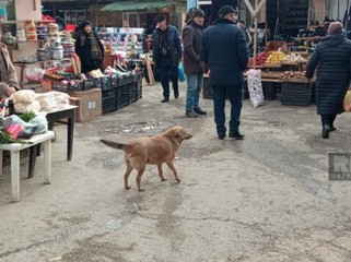 Şabranın mərkəzi bazarı zibilliyə çevrilib, ərazini üfunət bürüyüb – FOTOLAR