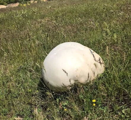 Çəmənlikdə “qaya” parçası görüb yaxınlaşanlar gördüklərindən heyrətə düşdülər – FOTO