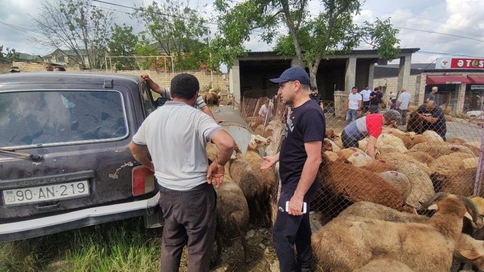 Xaçmaz və Qubada qurbanlar kəsildi