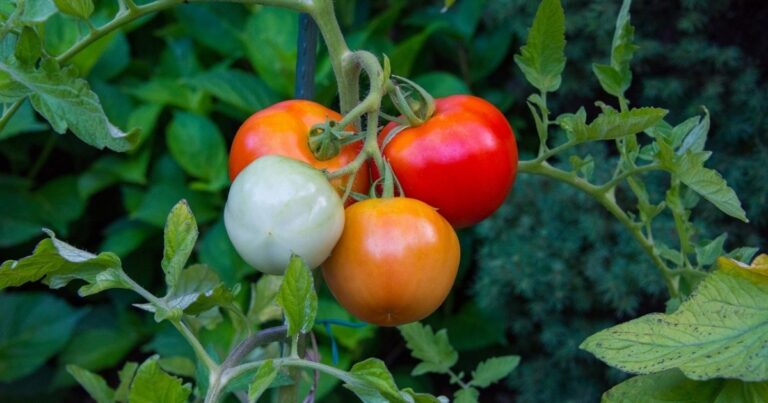 Pomidor xəstəlikləri – Bu bitkini əkənlərə xəbərdarlıq