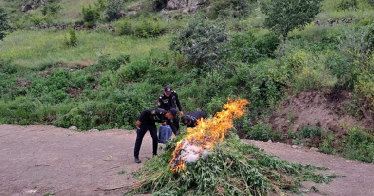 Laçında 1 tona yaxın çətənə bitkisi məhv edildi – Foto