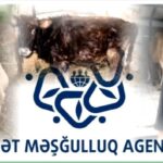 Dövlət Məşğulluq Agentliyindən vətəndaşa verilən yararsız heyvanla bağlı açıqlama – REPORTAJ