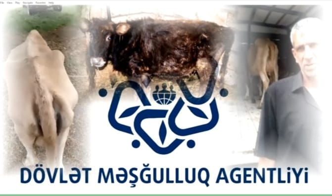 Dövlət Məşğulluq Agentliyindən vətəndaşa verilən yararsız heyvanla bağlı açıqlama – REPORTAJ