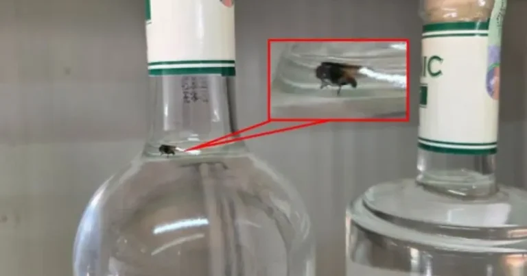 Cəbrayılda saxta alkoqollu içkilər aşkarlanıb