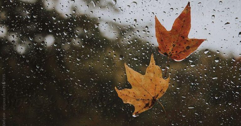 Bazar gününün havası açıqlanıb