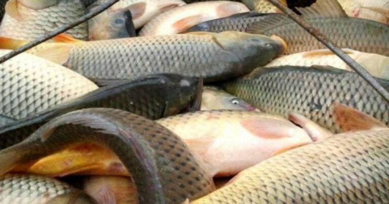 Balıq ovu üçün kvota təsdiqləndi