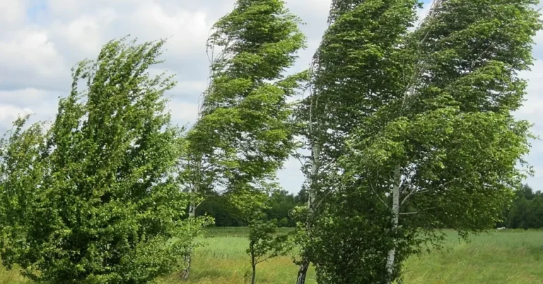 Küləkli hava şəraiti ilə bağlı sarı xəbərdarlıq verilib