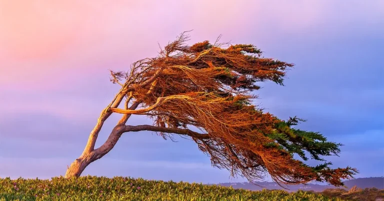 “Bakıda və Abşeron yarımadasında külək güclənib” – FAKTİKİ HAVA
