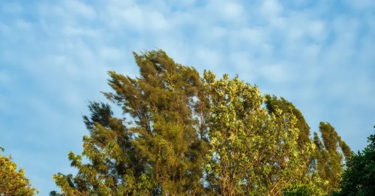 Küləkli hava şəraiti ilə bağlı sarı və narıncı xəbərdarlıq verilib Küləkli hava şəraiti ilə bağlı sarı və narıncı xəbərdarlıq verilib