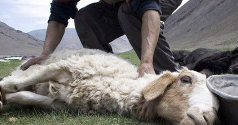 İcazəsiz yerlərdə qurban kəsiminə cəhdlər olub – Agentlik